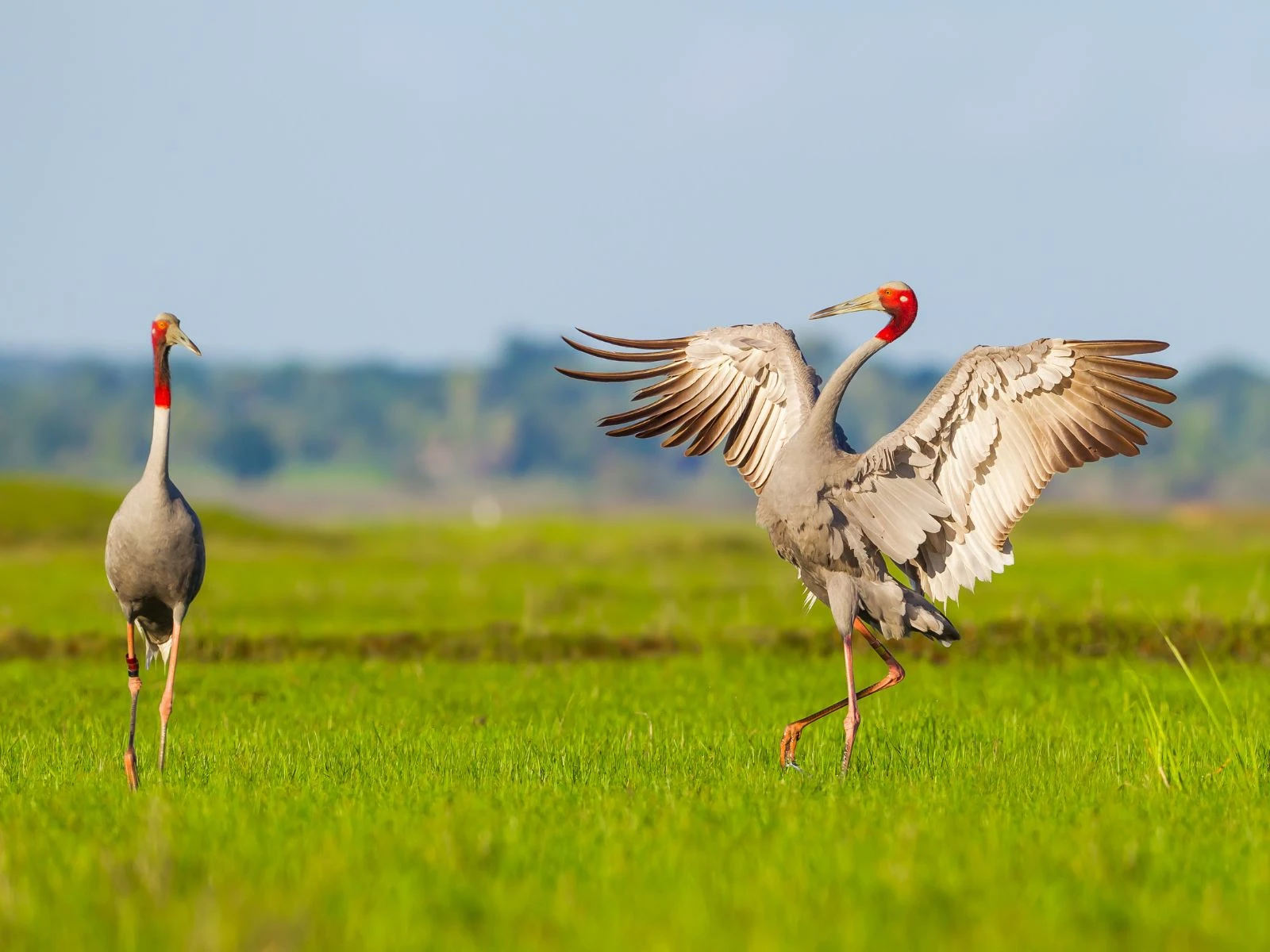 Birdlife of Rajasthan
